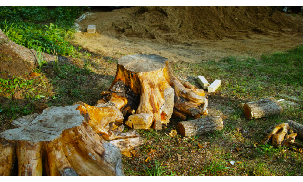 How to Prepare for Tree Removal Services in Alpharetta?