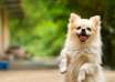 Dog Waste Clean