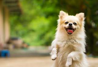 Dog Waste Clean