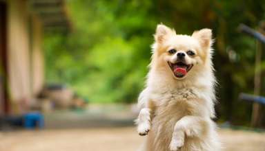 Dog Waste Clean